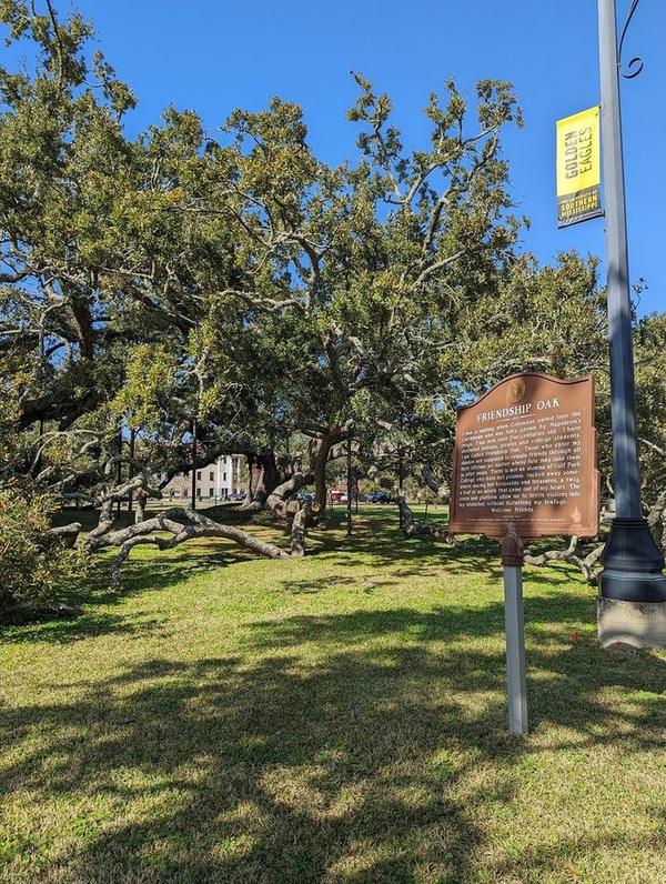The Friendship Oak live oak tree in Long Beach